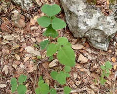 Desmodium lindheimeri