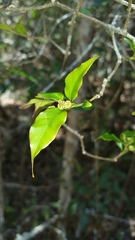 Euphorbia tetraptera image