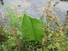 Rumex hydrolapathum