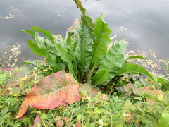 Rumex hydrolapathum