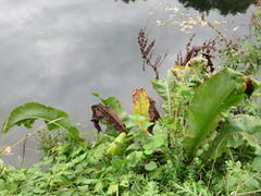 Rumex hydrolapathum