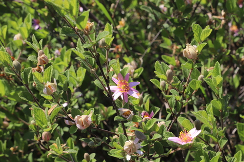 Grewia occidentalis