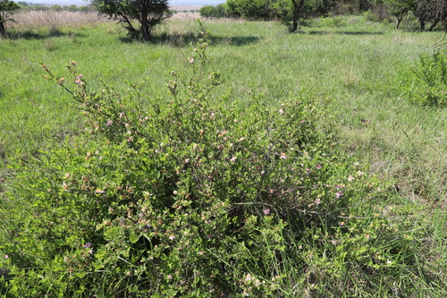 Grewia occidentalis
