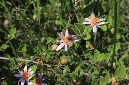 Grewia occidentalis