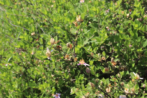 Grewia occidentalis