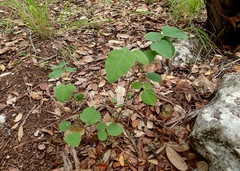 Desmodium lindheimeri