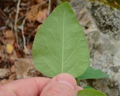 Desmodium lindheimeri