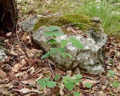 Desmodium lindheimeri