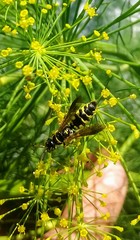 Myzinum carolinianum