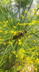 Myzinum carolinianum