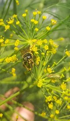 Myzinum carolinianum