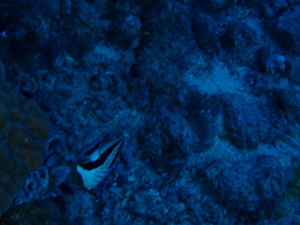 Asian Butterflyfish