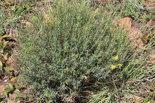 Common Curryflower (Lasiosiphon capitatus)