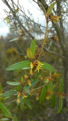 Secamone oleaefolia image