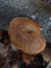 Lentinula