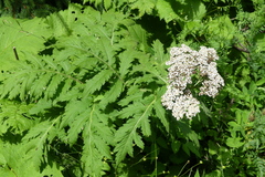 Tanacetum macrophyllum