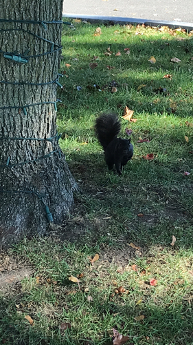 Eastern Gray Squirrel