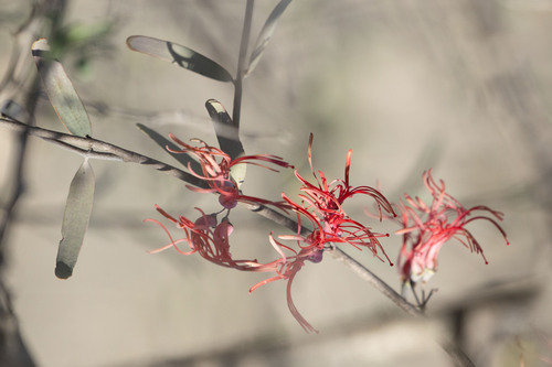 Acacia Mistletoe (Plicosepalus kalachariensis)