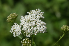 Achillea pannonica