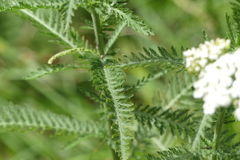 Achillea pannonica