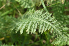 Achillea pannonica
