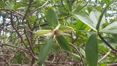 Pelliciera rhizophorae