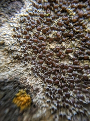 Lecanora pseudistera