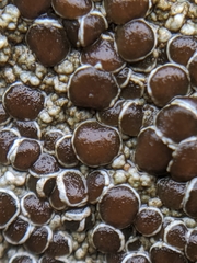 Lecanora pseudistera