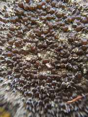 Lecanora pseudistera