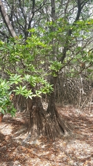 Pelliciera rhizophorae