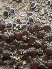 Lecanora pseudistera