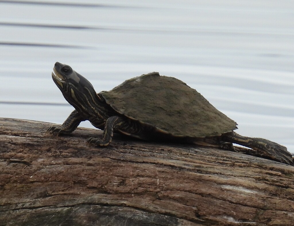 Alabama Map Turtle in October 2025 by Jeff Garner · iNaturalist