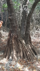 Pelliciera rhizophorae