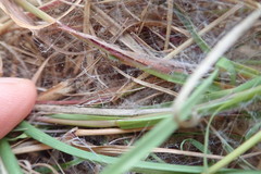 Dolomedes minor