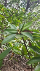 Pelliciera rhizophorae