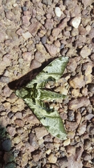 Protambulyx eurycles