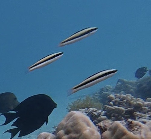Thalassoma amblycephalum
