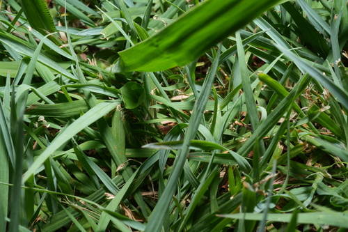 Blind snakes sighting