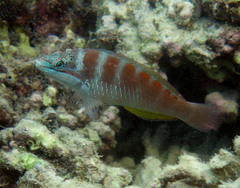 Pseudolabrus luculentus
