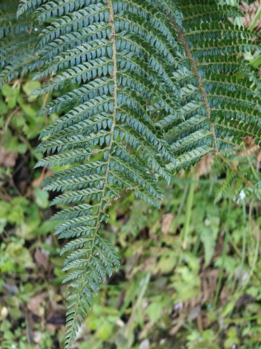 Polystichum squarrosum, photograph 1