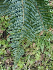 Polystichum squarrosum