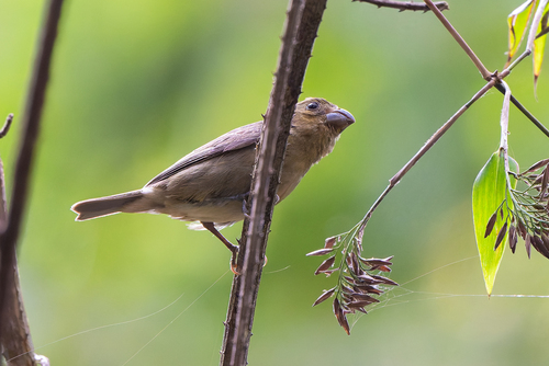 Temminck's Seedeater (Sporophila falcirostris), photo 3