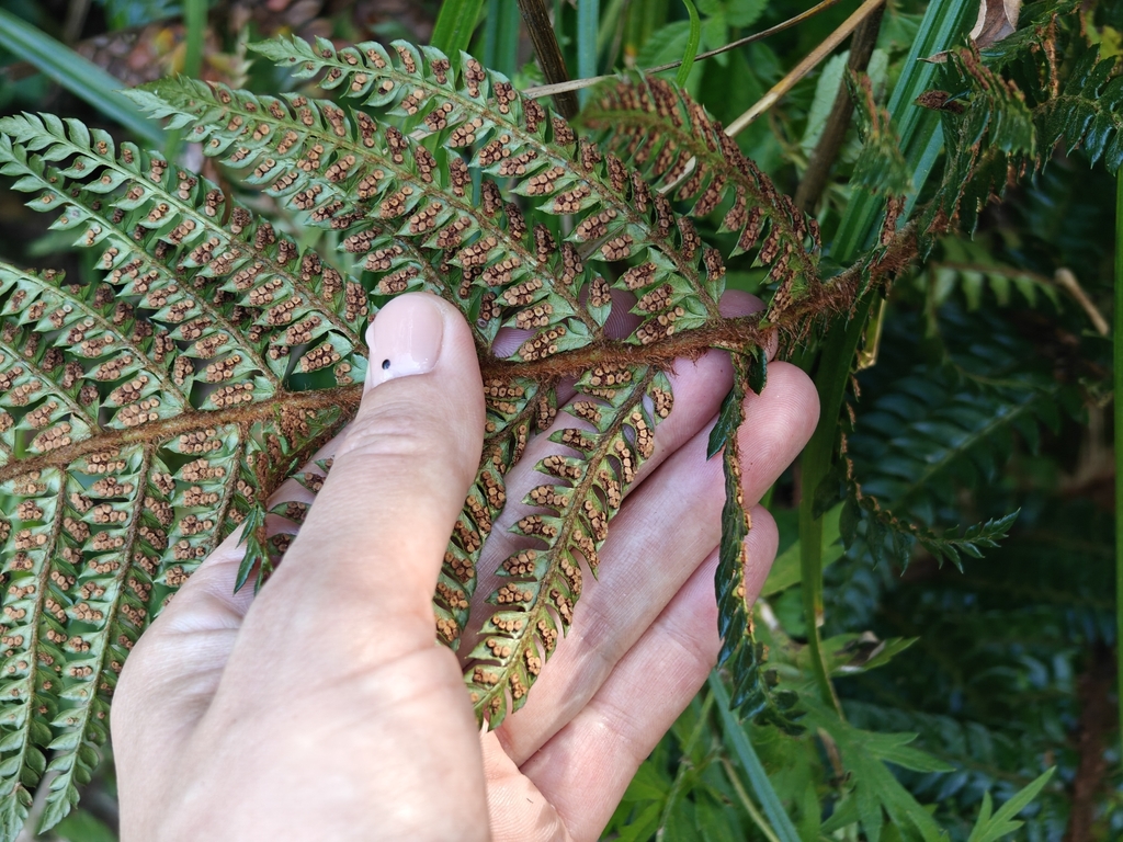 Polystichum squarrosum; photograph (c) Anastasia Titovets, some rights reserved (CC BY)