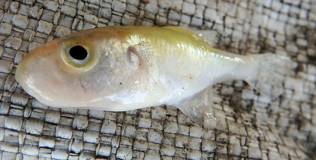 Greenbottle Pufferfish