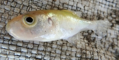 Greenbottle Pufferfish photo 1