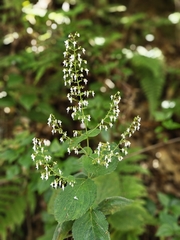 Isodon lophanthoides, photograph (c) Anastasia Titovets, some rights reserved (CC BY)