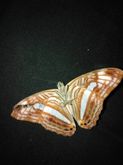 Adelpha iphiclus