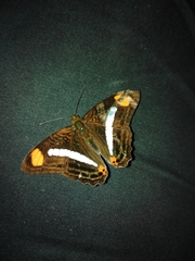 Adelpha iphiclus