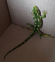 Naultinus gemmeus