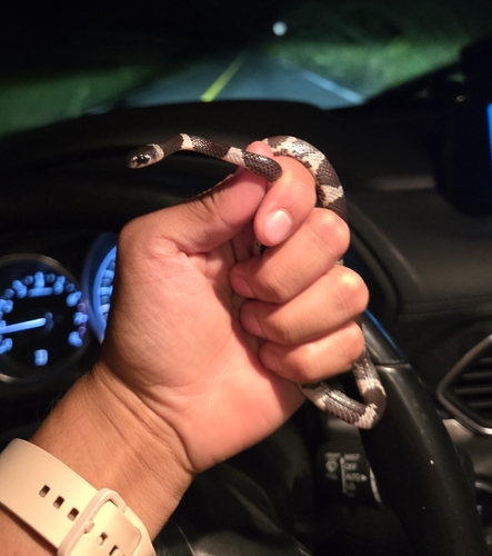 Philippi’s Snail-Eating Snake